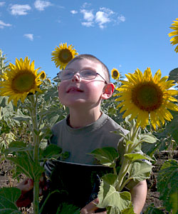 A young boy in a field of sunflowers looks up to the blue sky